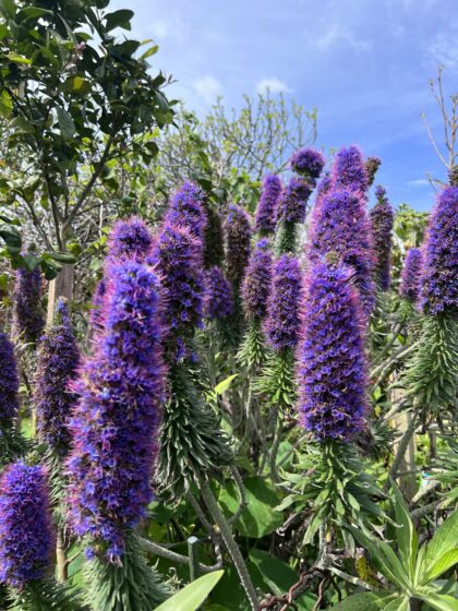 Close-up of healthy planting showing vibrant foliage